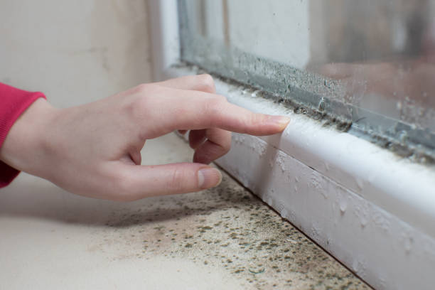 Best Mold Remediation for Healthcare Facilities  in Gulf Shores, AL